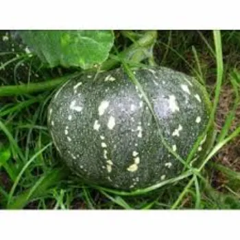 Fresh pumkin (33)-9176385-36871.webp